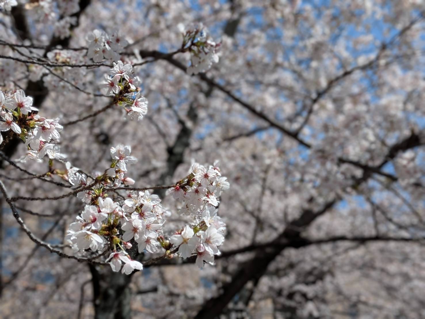 平成8年度入社式を執り行いました!!